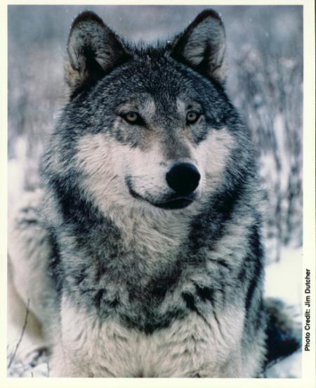 photo du loup